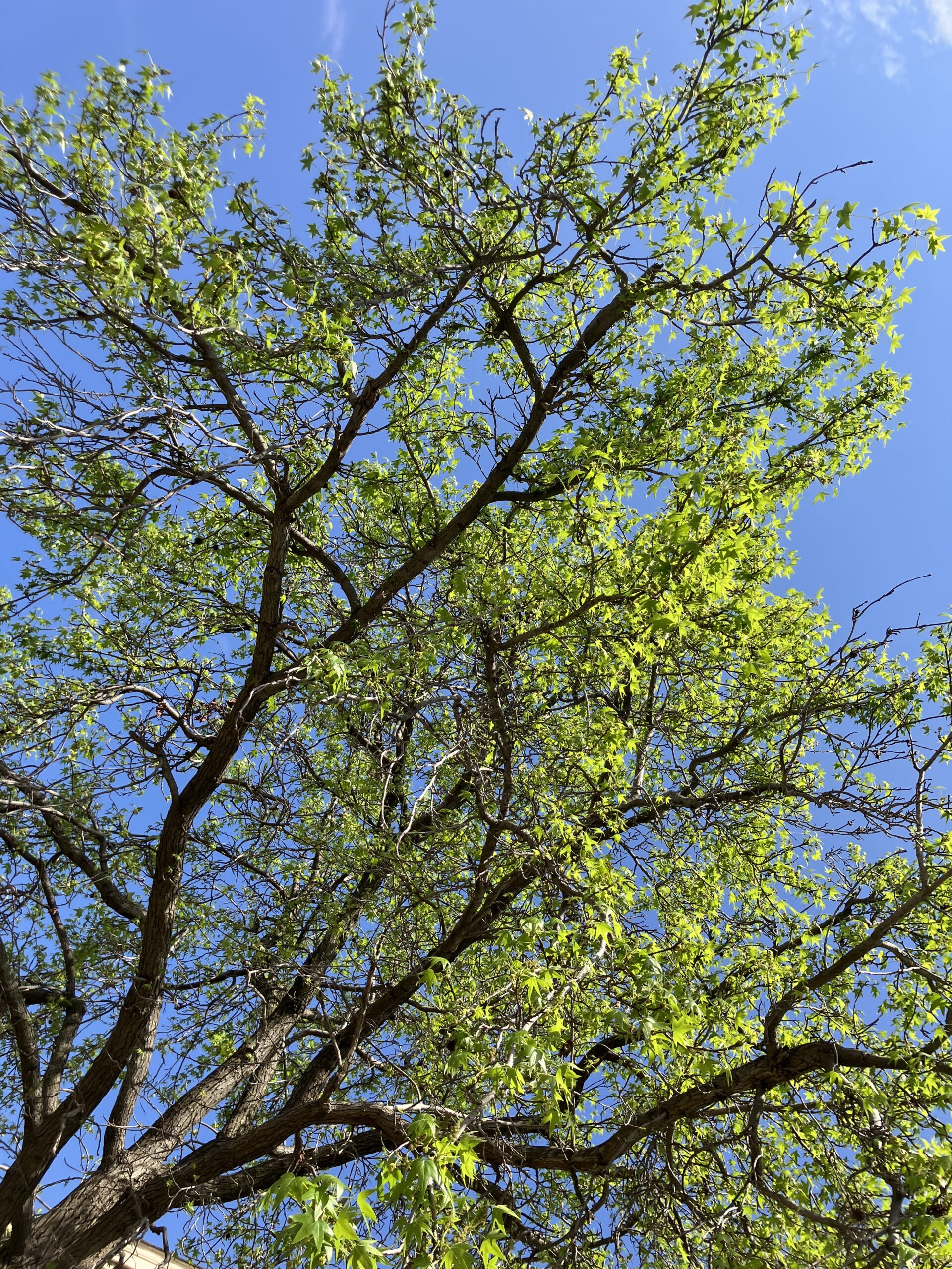 Tree of thoughts