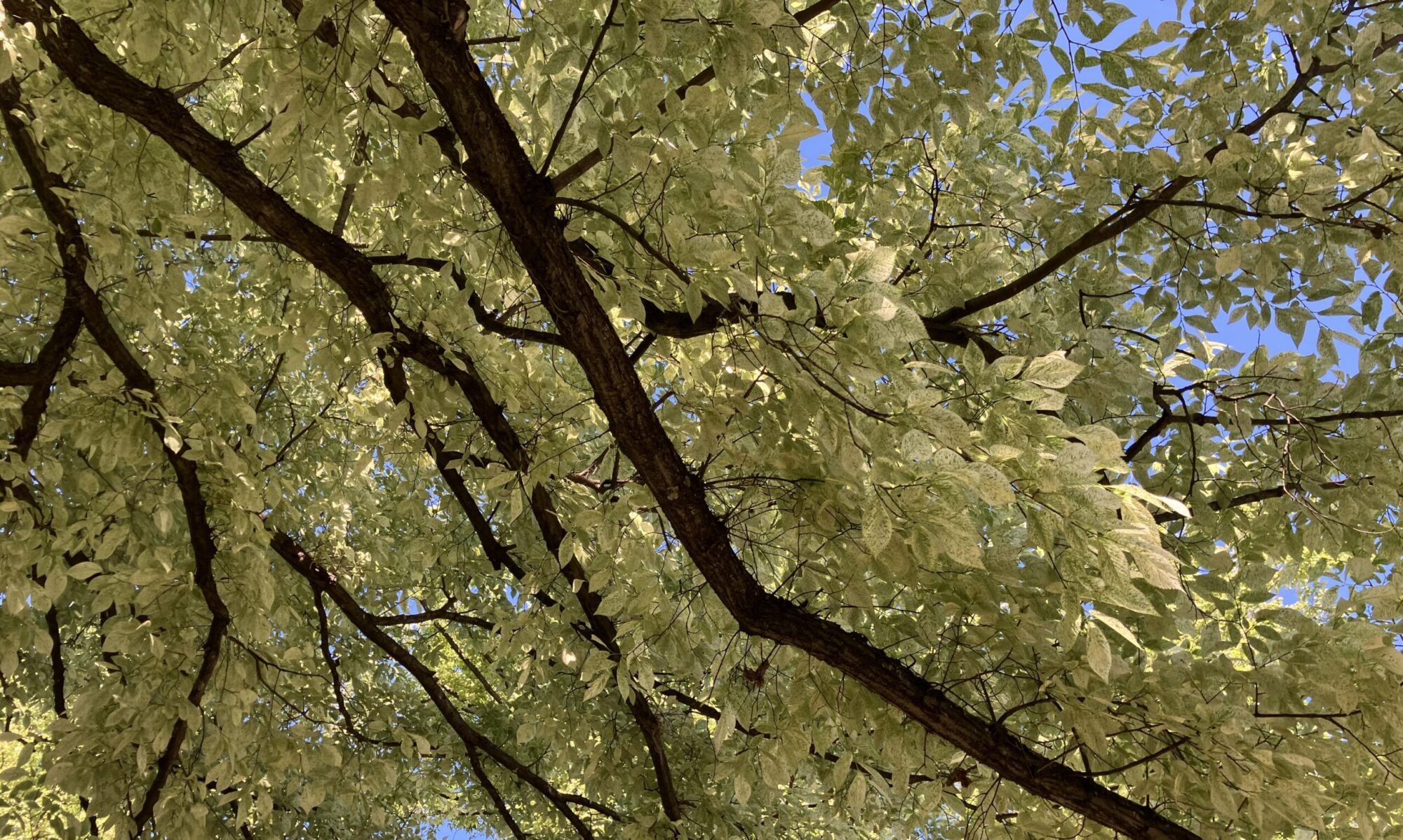 Tree of Thoughts 2