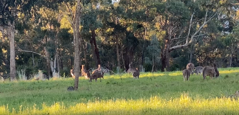 Plenty gorge kangas