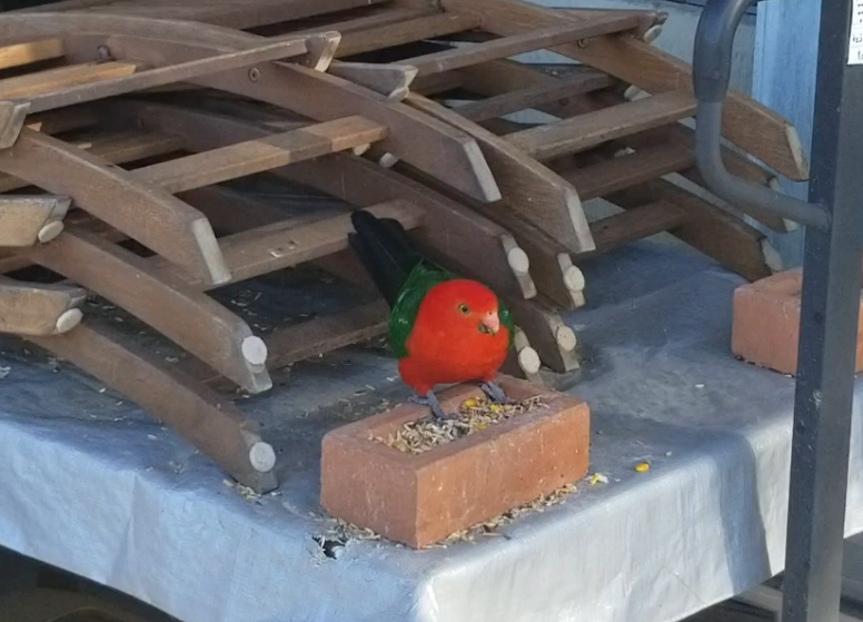 More parrots!