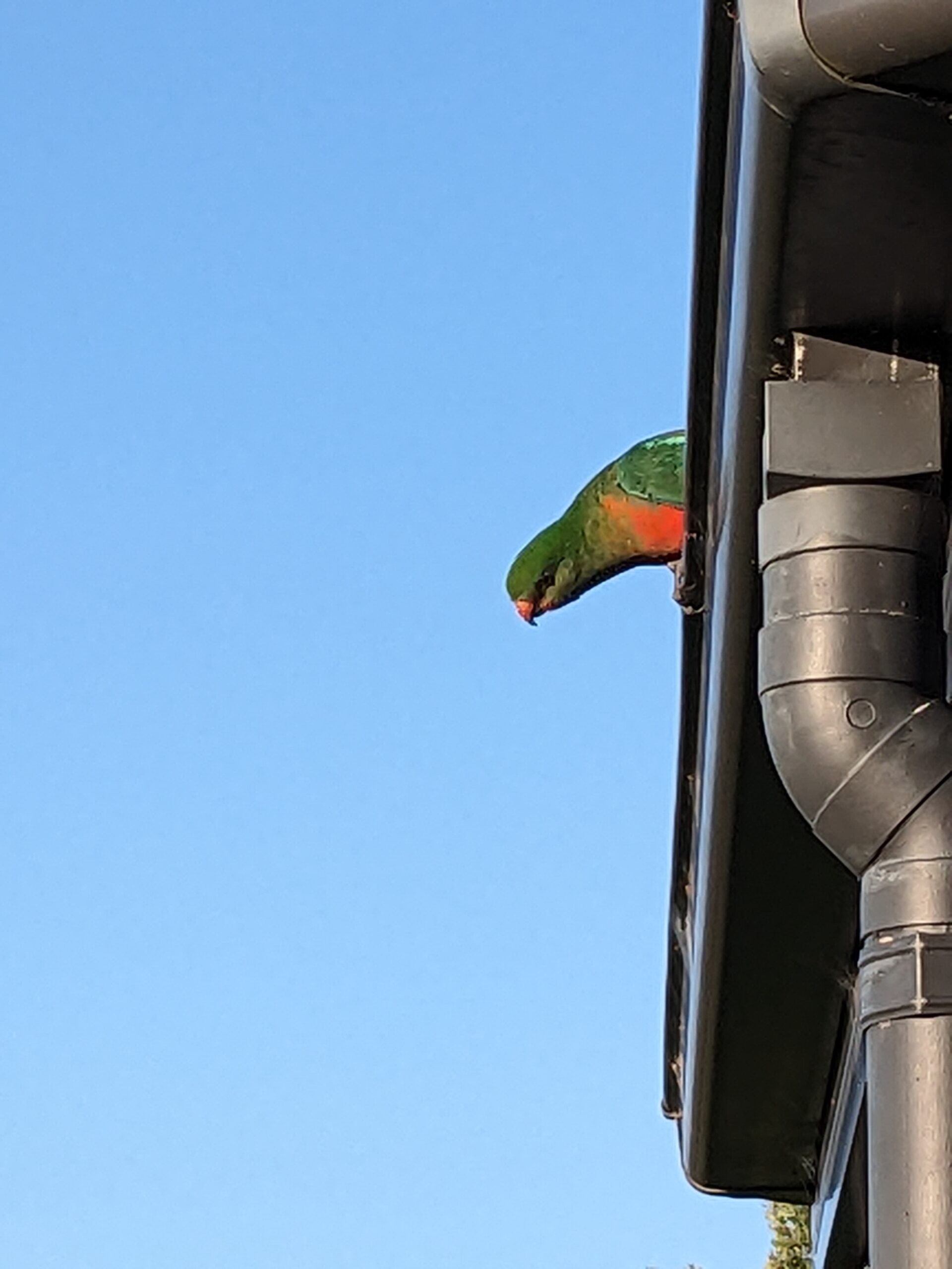 Cheeky Bird