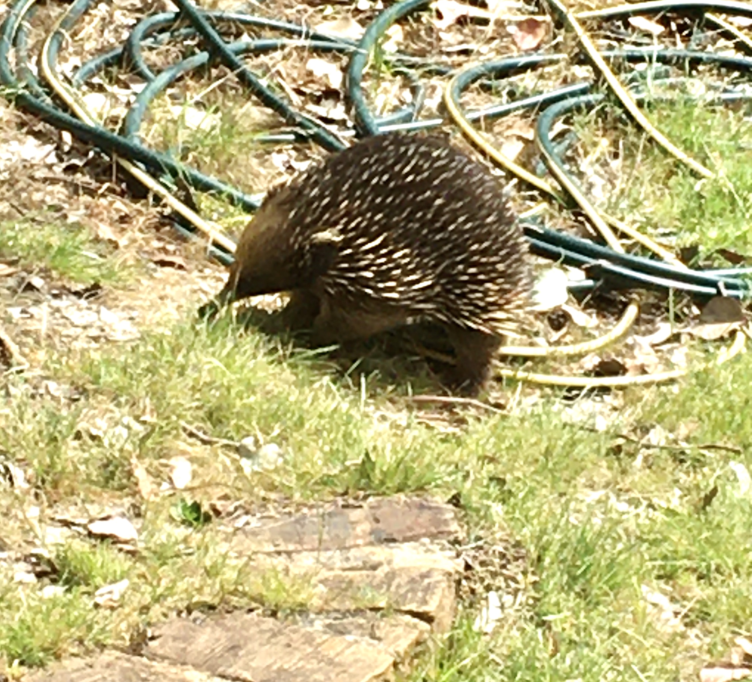 Echidna