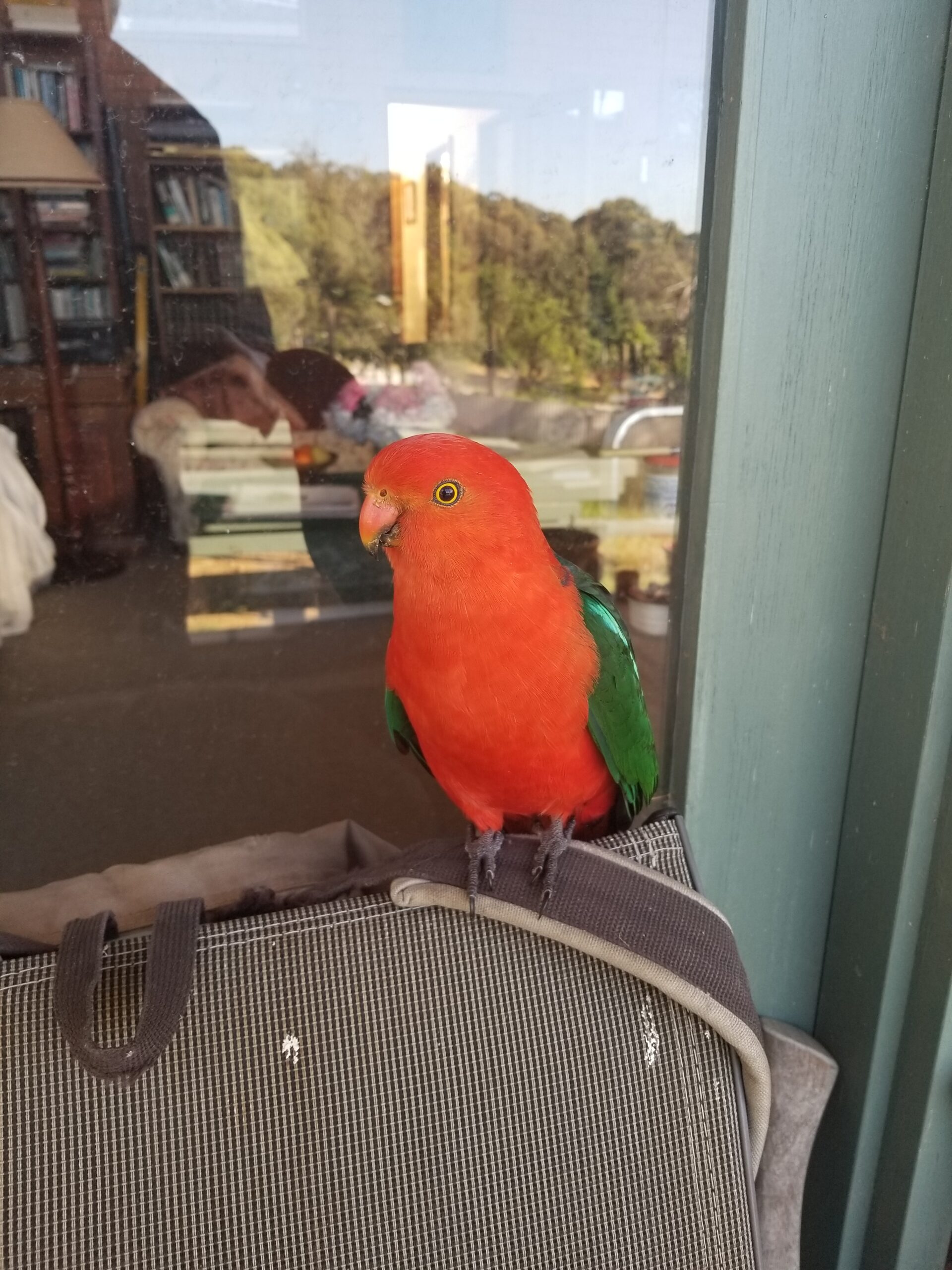 King Parrot
