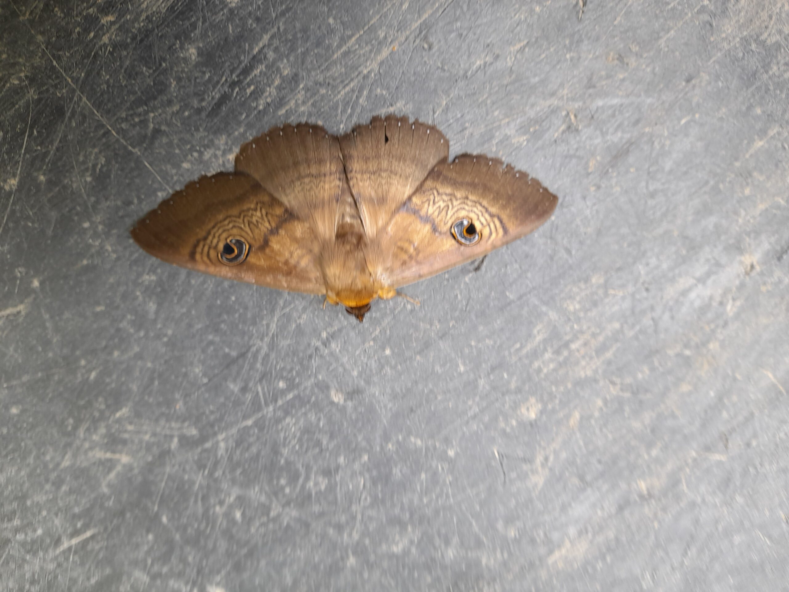 Moth