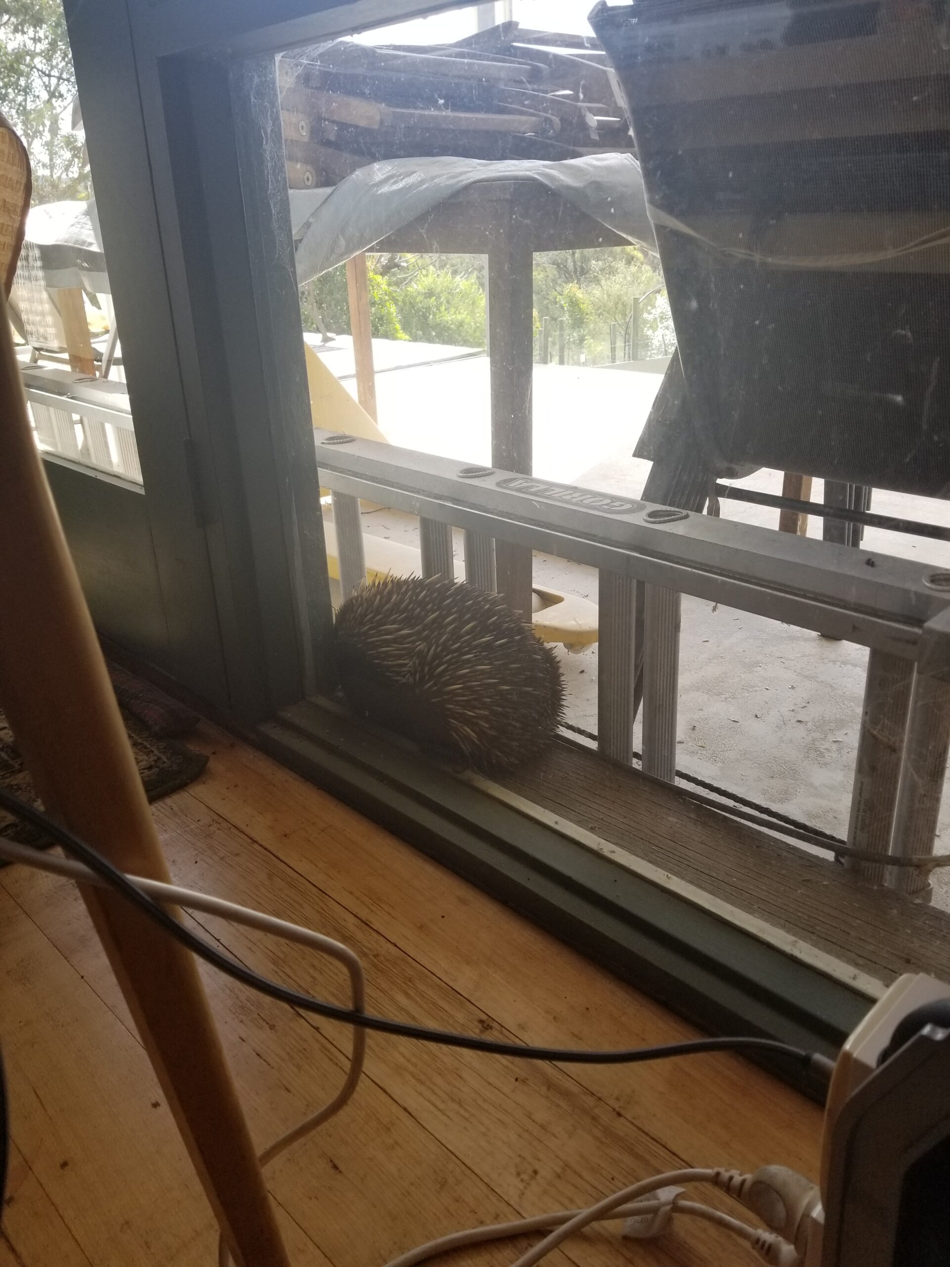 A spiky visitor
