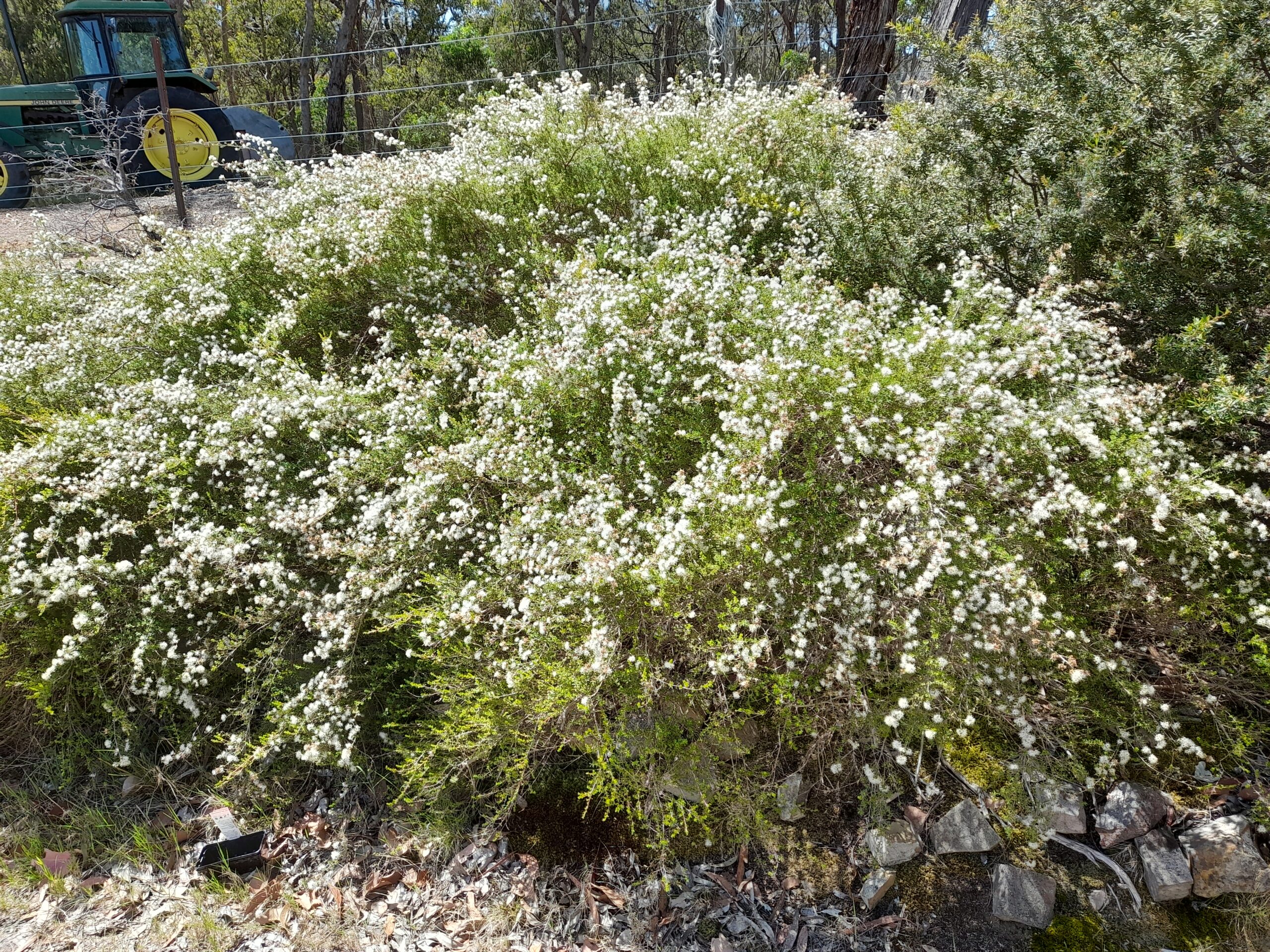 Butterfly bush