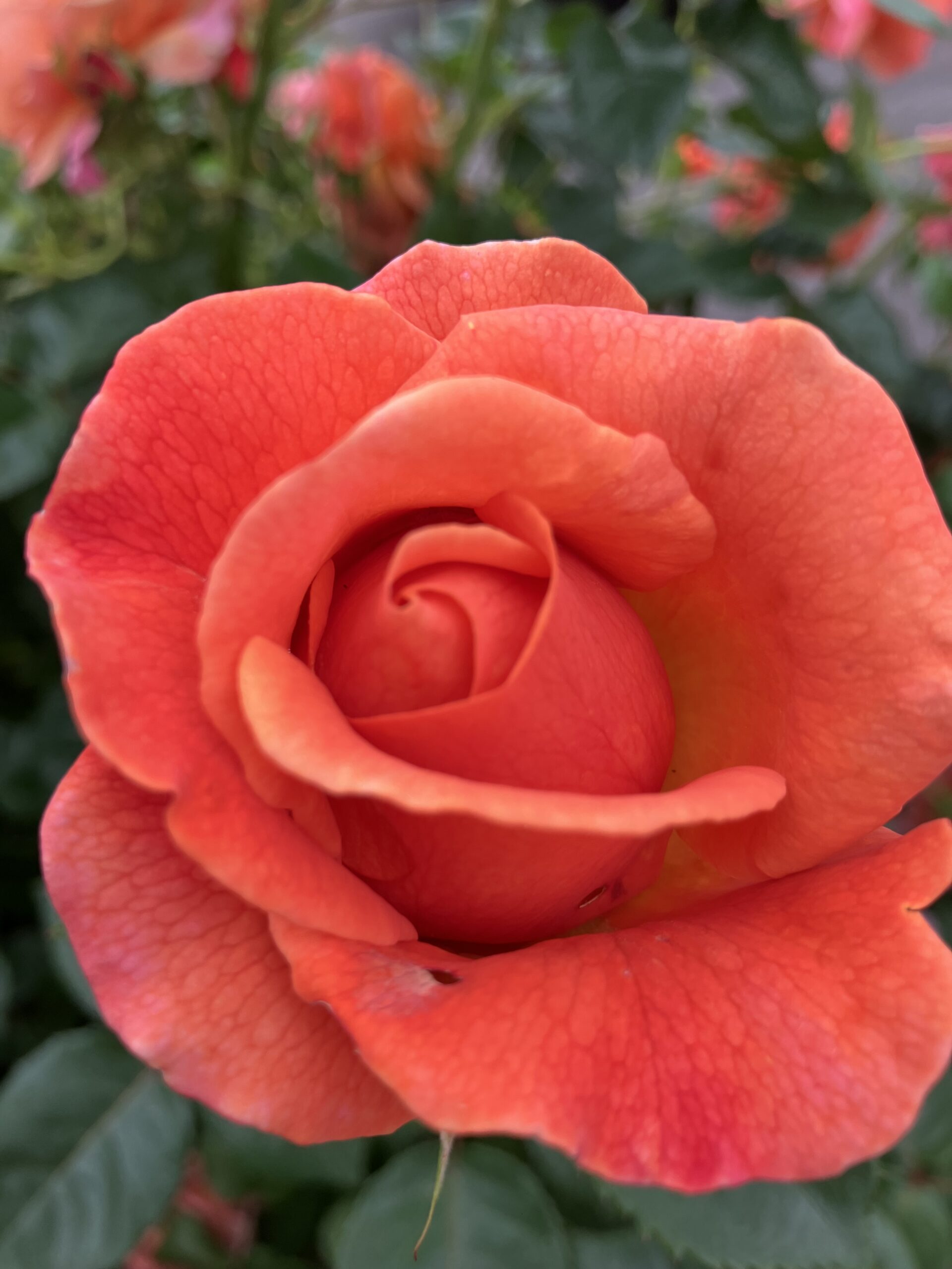Petals